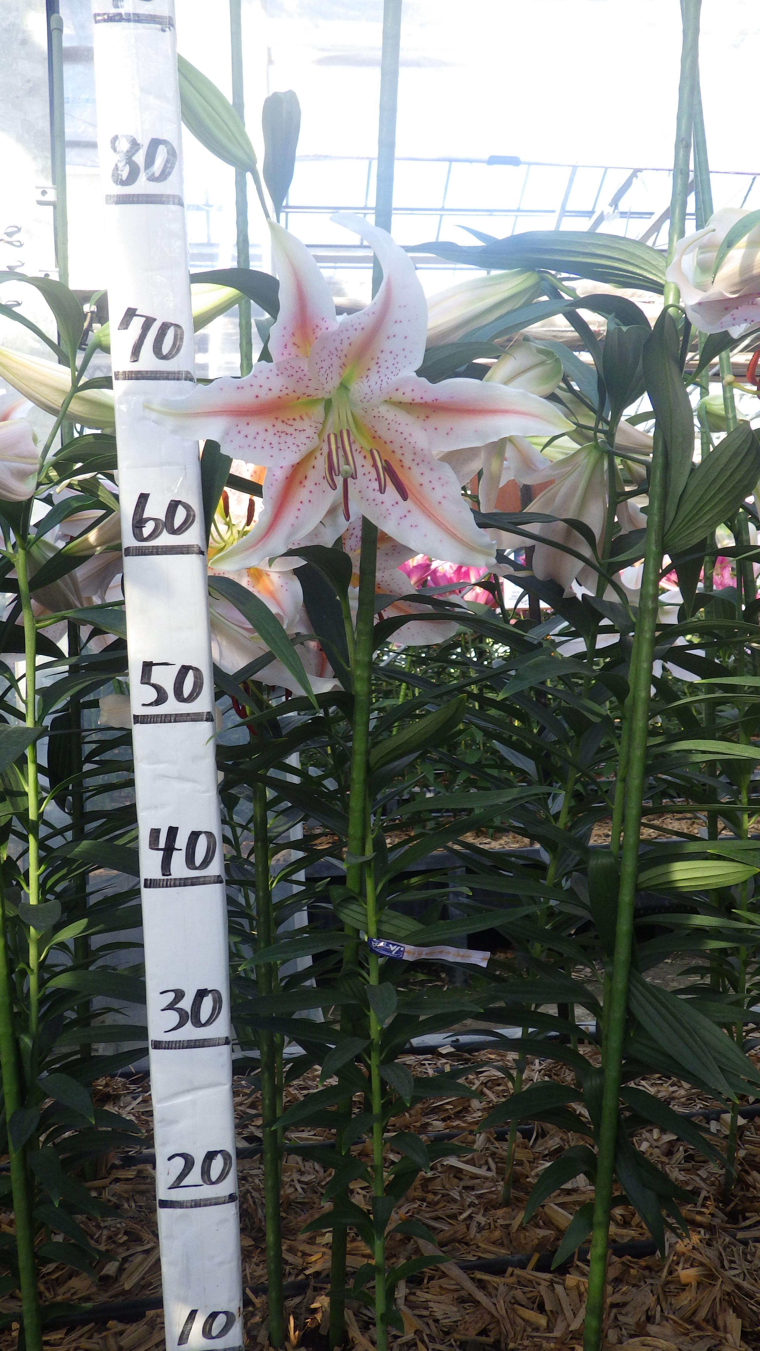 ウェディングマーチ